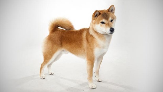 うちの犬(柴犬)の散歩中に名前呼ぶと