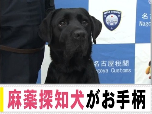 お座りでお手柄! 麻薬探知犬が隠された大麻草を発見
