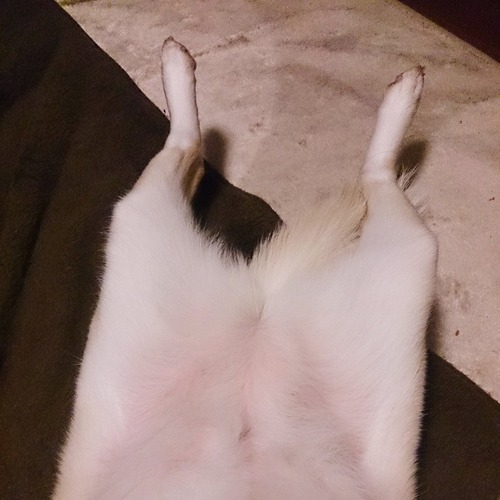 見切れた犬の写真が集まるタグ「 #見切れいぬ 」