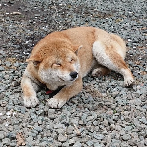 動くの断固拒否な二匹の柴犬2