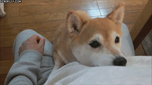 柴犬とか言う犬の皮かぶった猫