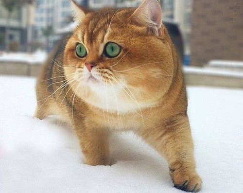 ロシアで柴犬みたいな猫が発見される2