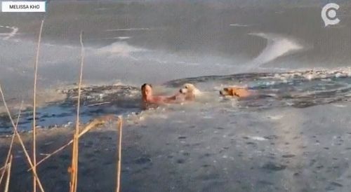 氷った川に犬2匹が落下→た男性が救出
