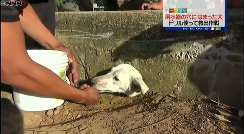 壁の穴にはまった野良犬ニッキを救え