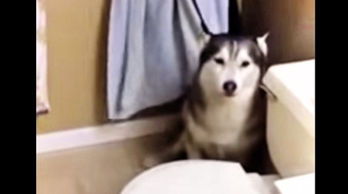 お風呂を嫌がるハスキー犬の駄々っ子っぷりが可愛いw