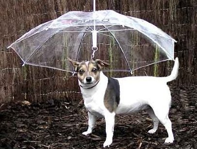 雨の中傘さして犬の散歩してる奴www