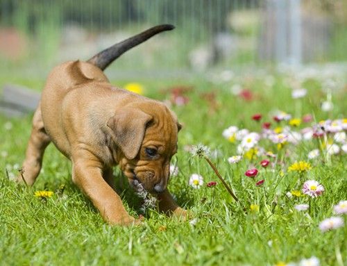 春の訪れを感じるような犬+花の画像17