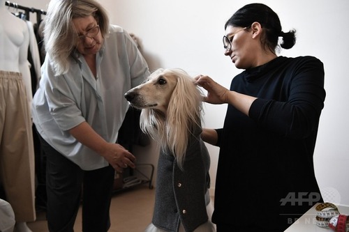 ミラノでは犬もオートクチュール2