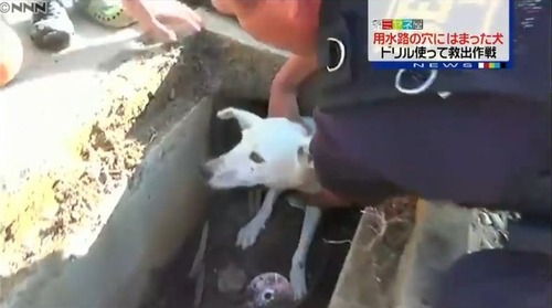 壁の穴にはまった野良犬ニッキを救え4