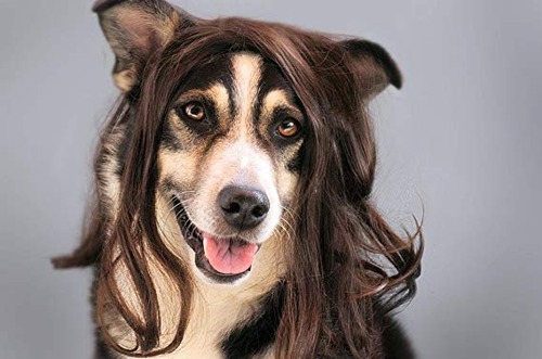 これより第一回美犬コンテストを開催します18