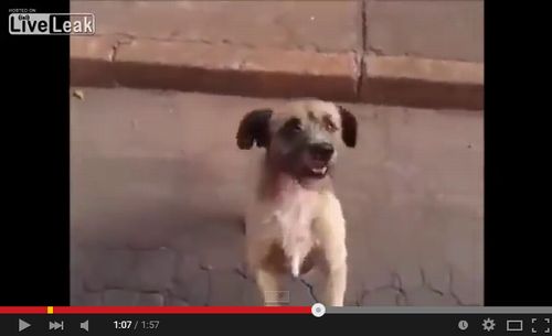 救急車で運ばれる飼い主を必死で追うワンコ3