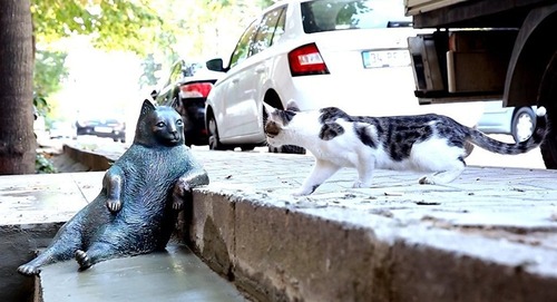 おっさん座りしてる猫