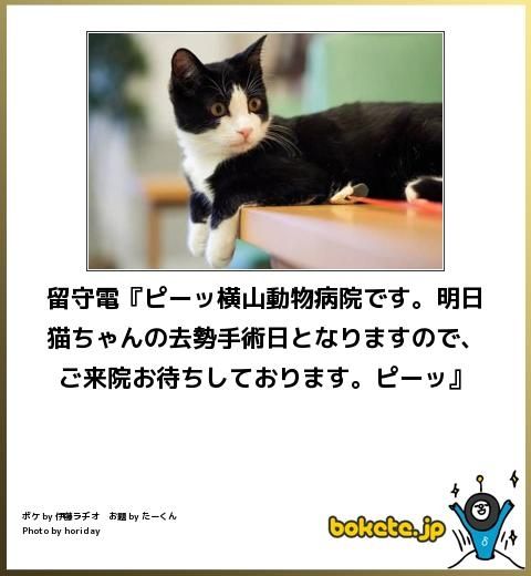 動物のボケて画像貼りましょう15