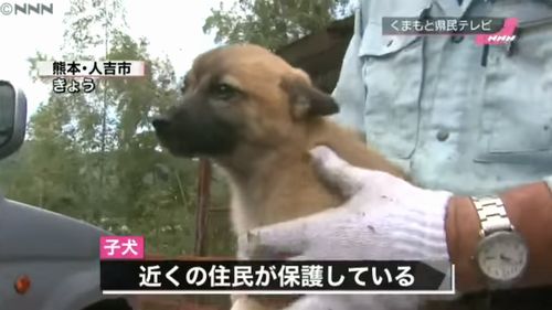 崖に取り残された子犬を救出