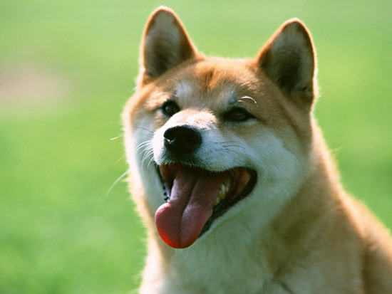 柴犬