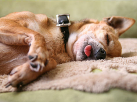 気持ち良さそうに寝てる犬の寝顔って良いよね