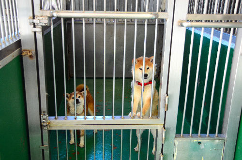 念願の犬を飼いたくて保護犬探した結果