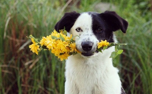 春の訪れを感じるような犬+花の画像3