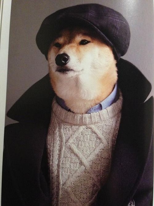 モデルは柴犬3
