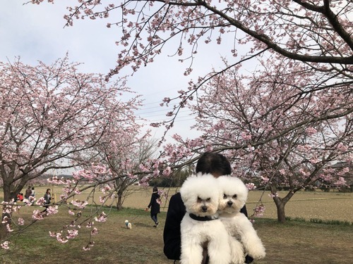 犬の表情の差があからさますぎると話題に2