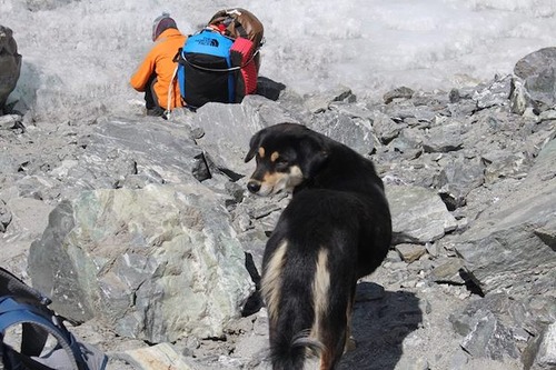 登山隊に付いてきた野良犬さん、バルンツェ登頂に成功