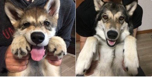 これ見た人は子犬が成長した画像貼れ