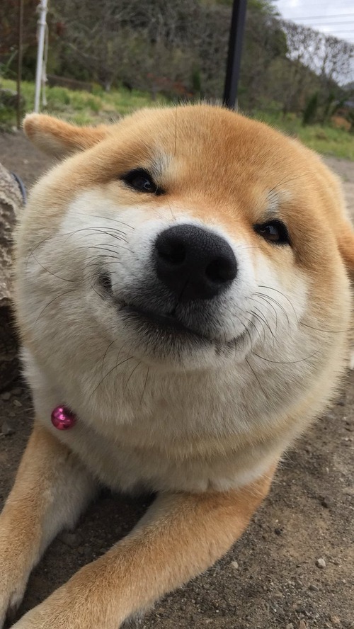 笑顔の犬画像でも見てヤル気出そうぜ