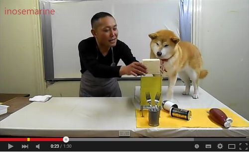 【動画】柴犬マリちゃんと冷や奴を作ってみよう!
