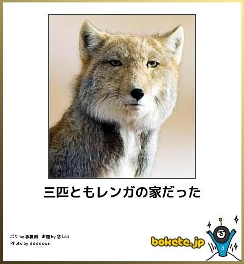 動物のボケて画像貼りましょう8