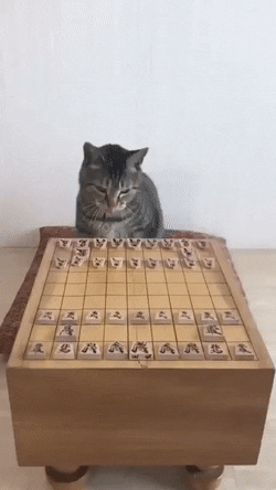 猫は将棋できるくらい