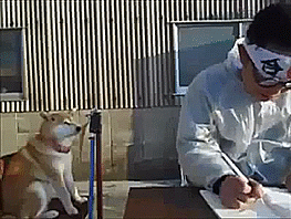 柴犬とか言う犬の皮かぶった猫2