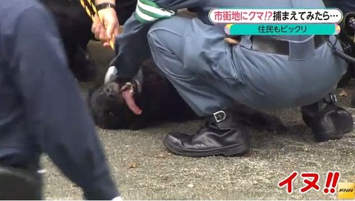 市街地で黒いクマの目撃情報