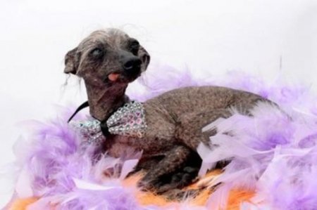 「世界で最もブサイクな犬大会」で3位になった犬が話題