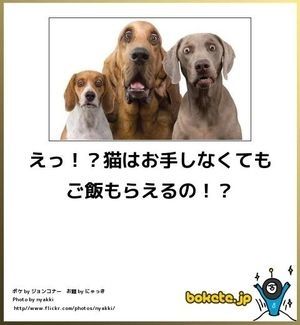 動物のボケて画像貼りましょう21