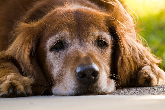飼いなれた愛犬が老いていく寂しさは異常