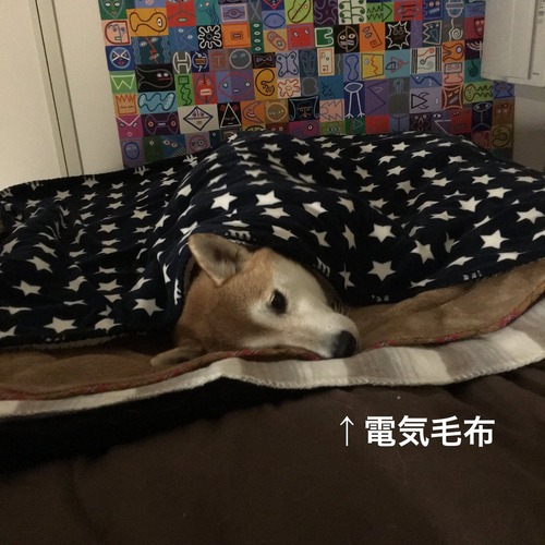 飼った人なら共感できる「柴犬の理想と現実」が話題に2