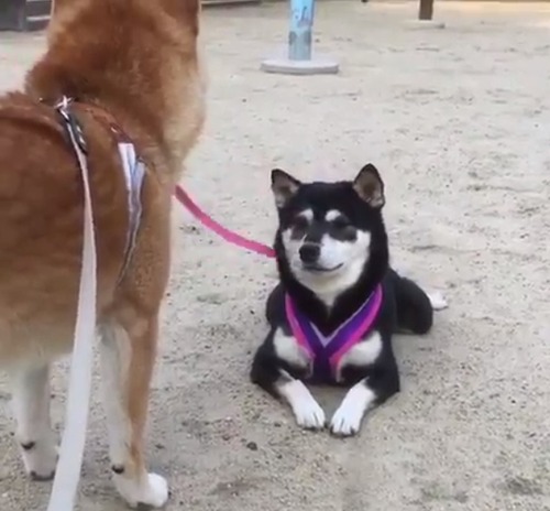 犬のほふく前進なんてはじめて見たww