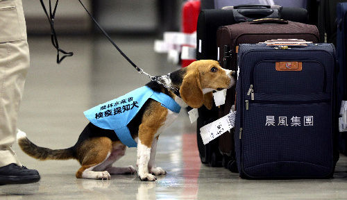 わい海外旅行民、空港で麻薬犬に付きまとわれる