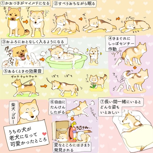 うちの犬が老犬になって可愛かったところ