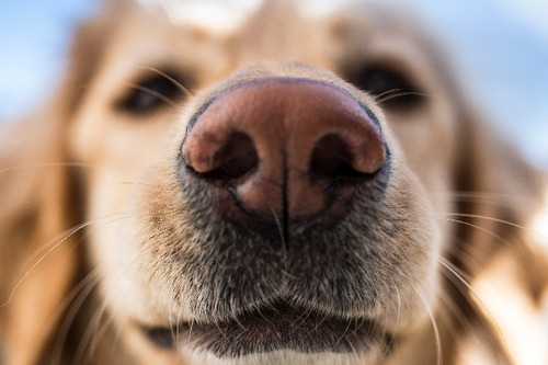 【フェチ】深夜の犬の鼻写真部【濡れ濡れ】8