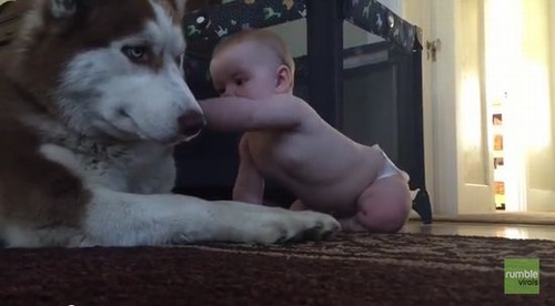 赤ちゃんがデカいハスキー犬にちょっかい出した結果