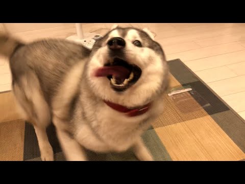 ご主人様の帰宅に狂喜乱舞したハスキー犬、飼い主を病院送りに