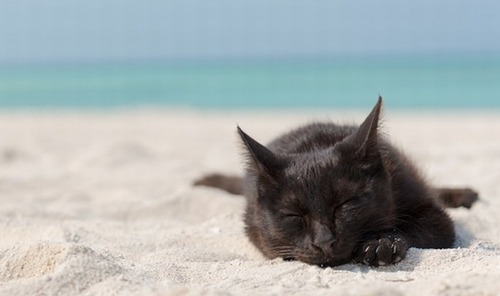 “島ねこ”を集めた写真集『島ねこぽん』