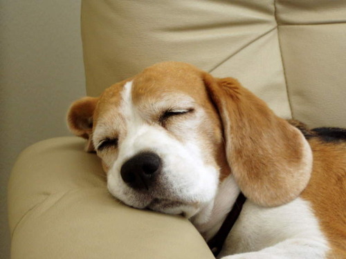 気持ち良さそうに寝てる犬の寝顔って良いよね22