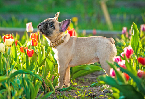 春の訪れを感じるような犬＋花の画像