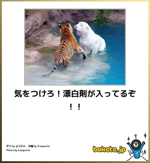 動物のボケて画像貼りましょう9