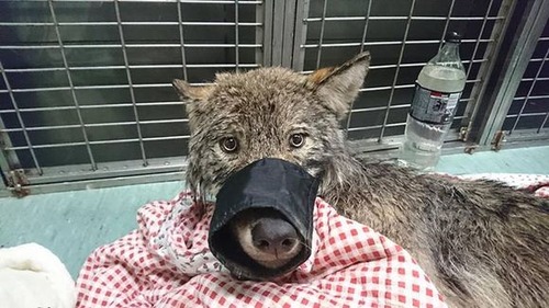 「極寒の川に犬が！いま助けるぞ！」→オオカミでした