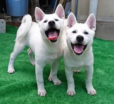 ●紀州犬についてのお知らせ