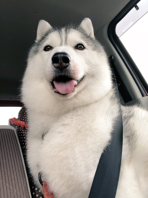 ドッグランだと信じて疑わないハスキー犬の顔