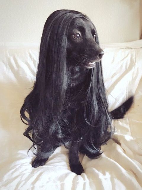 甲斐犬にウィッグ被せたら